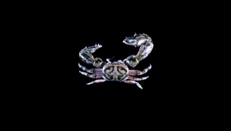 Polyonyx sinensis, Tin-Yam Chan 上傳(TaiBNET)