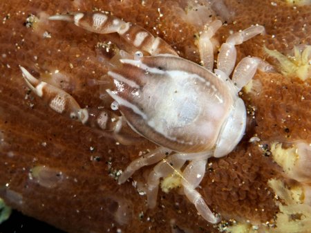 Porcellanella haigae, Andrey Ryanskiy