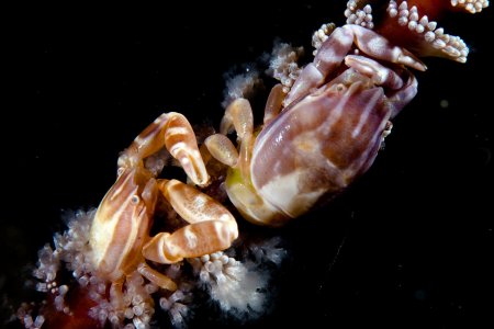 Porcellanella haigae, Andrey Ryanskiy