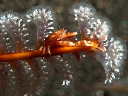 Porcellanella haigae, Andrey Ryanskiy
