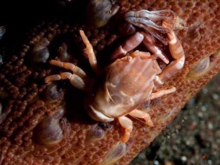 Porcellanella haigae, Andrey Ryanskiy