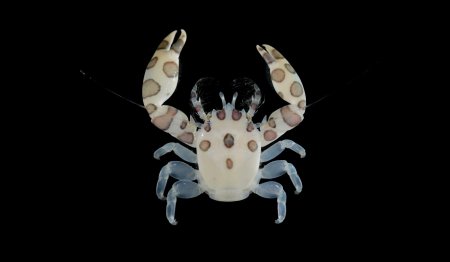 Porcellanella triloba, Arthur Anker