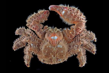 Hapalogaster dentata, 大土直哉 Naoya Ohtsuchi