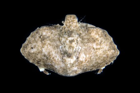 Cryptolithodes typicus, Gustav Paulay // Arthur Anker