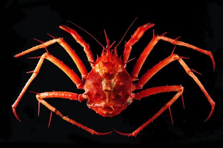 Lithodes longispina, Tin-Yam Chan National Taiwan Ocean University