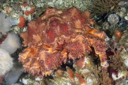 Lopholithodes mandtii, Kevin Lee diverkevin@gmail.com