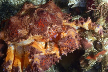 Lopholithodes mandtii, Kevin Lee diverkevin@gmail.com