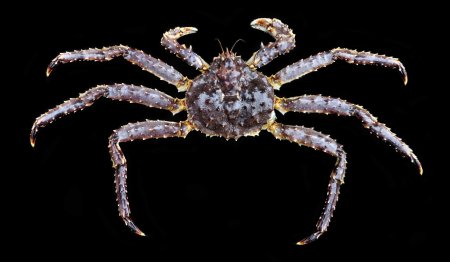 Paralithodes camtschaticus, Ondřej Radosta