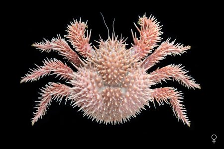 Paralomis histrix, Ondřej Radosta