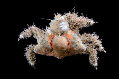 Rhinolithodes wosnessenskii, Gustav Paulay // Arthur Anker