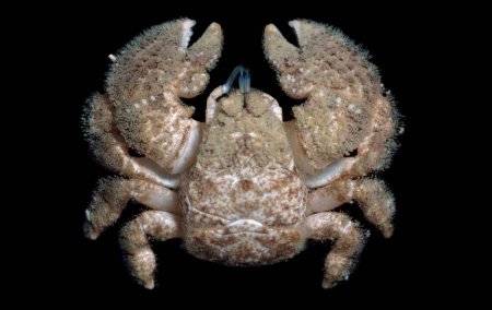 Lomis hirta, Michael Marmach Museum Victoria