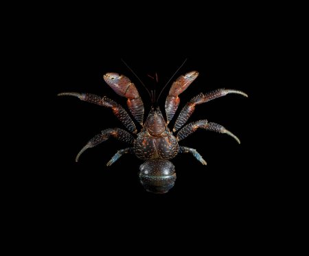 Birgus latro, Arthur Anker