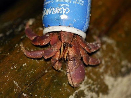 Coenobita brevimanus, Andrey Ryanskiy