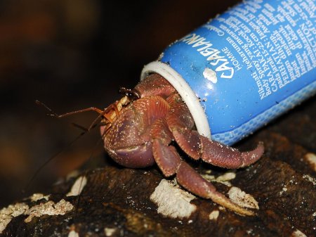 Coenobita brevimanus, Andrey Ryanskiy