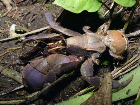 Coenobita brevimanus, Andrey Ryanskiy