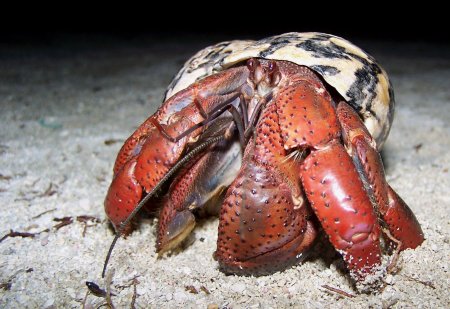 Coenobita clypeatus, Juan Antonio Baeza