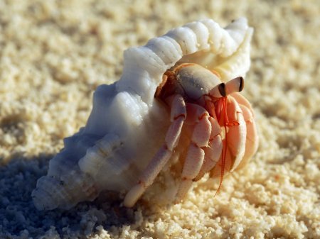 Coenobita perlatus, Andrey Ryanskiy