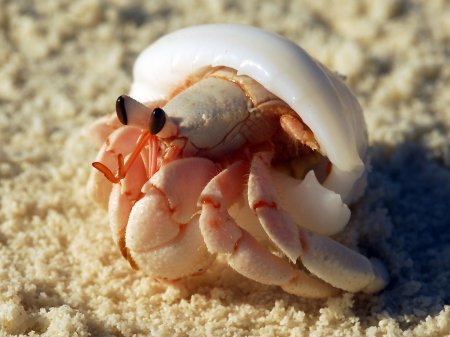 Coenobita perlatus, Andrey Ryanskiy