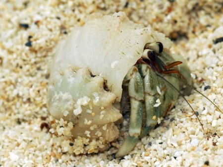 Coenobita perlatus, Andrey Ryanskiy