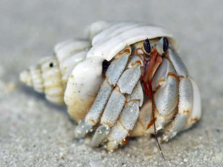 Coenobita perlatus, Andrey Ryanskiy