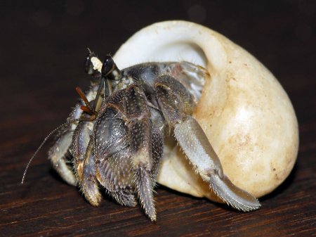 Coenobita rugosus, Andrey Ryanskiy