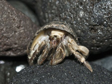 Coenobita rugosus, Andrey Ryanskiy