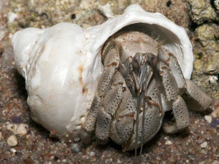 Coenobita scaevola, Andrey Ryanskiy