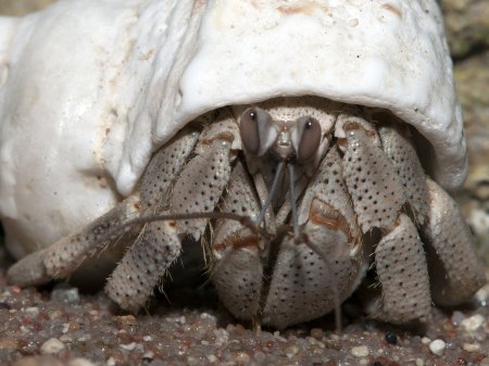 Coenobita scaevola, Andrey Ryanskiy