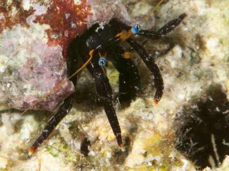 Calcinus gaimardii, Andrey Ryanskiy