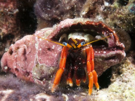 Calcinus gaimardii, Andrey Ryanskiy