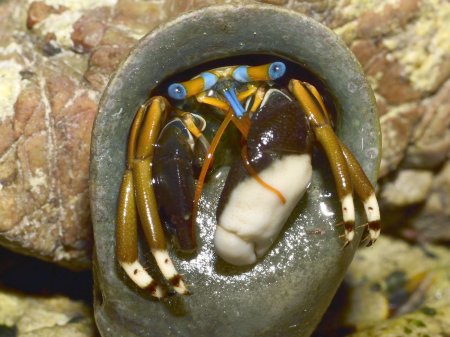 Calcinus laevimanus, Andrey Ryanskiy
