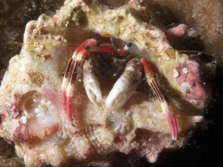 Calcinus lineapropodus, Andrey Ryanskiy