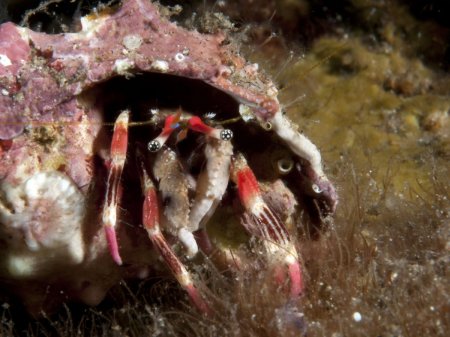 Calcinus lineapropodus, Andrey Ryanskiy