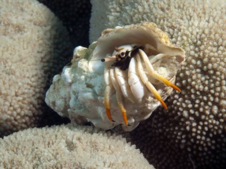 Calcinus minutus, Andrey Ryanskiy