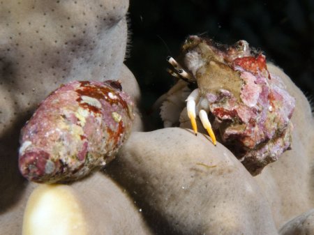 Calcinus minutus, Andrey Ryanskiy