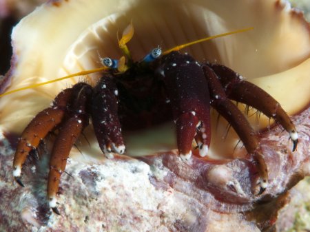 Calcinus morgani, Andrey Ryanskiy