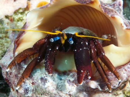 Calcinus morgani, Andrey Ryanskiy