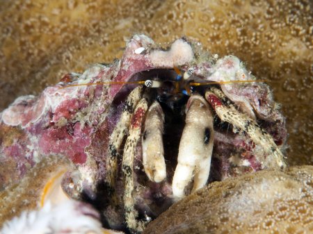 Calcinus pulcher, Andrey Ryanskiy