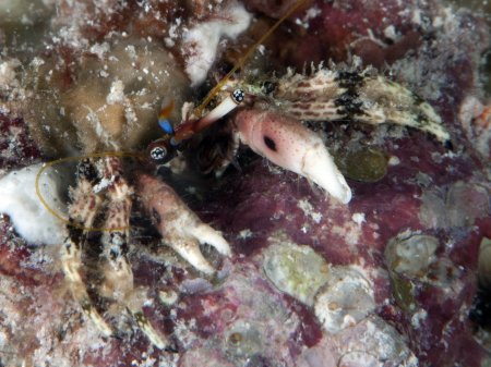 Calcinus pulcher, Andrey Ryanskiy