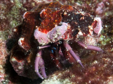 Calcinus rosaceus, Andrey Ryanskiy