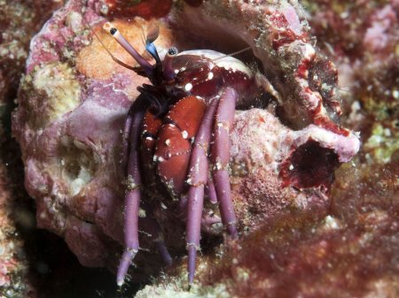 Calcinus rosaceus, Andrey Ryanskiy