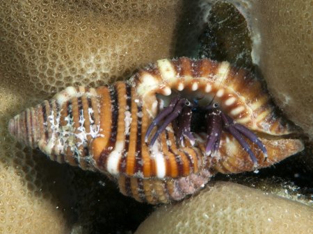 Calcinus rosaceus, Andrey Ryanskiy