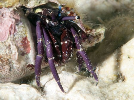 Calcinus rosaceus, Andrey Ryanskiy