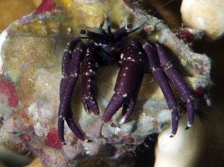 Calcinus rosaceus, Andrey Ryanskiy