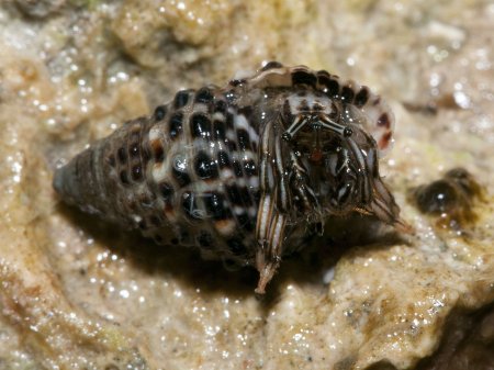 Clibanarius eurysternus, Andrey Ryanskiy