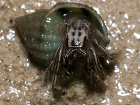 Clibanarius eurysternus, Andrey Ryanskiy