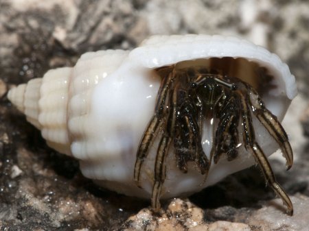 Clibanarius eurysternus, Andrey Ryanskiy