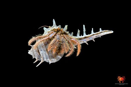 Clibanarius infraspinatus, Ondřej Radosta