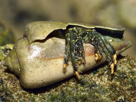 Clibanarius virescens, Andrey Ryanskiy