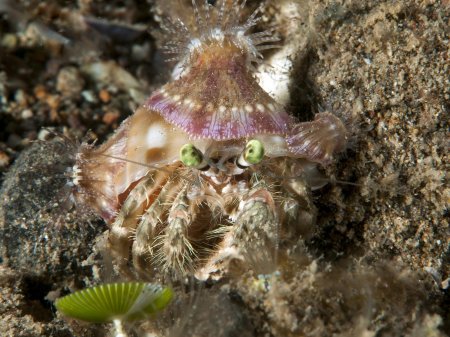 Dardanus deformis, Andrey Ryanskiy